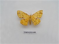 藏品(尺蛾6)的圖片